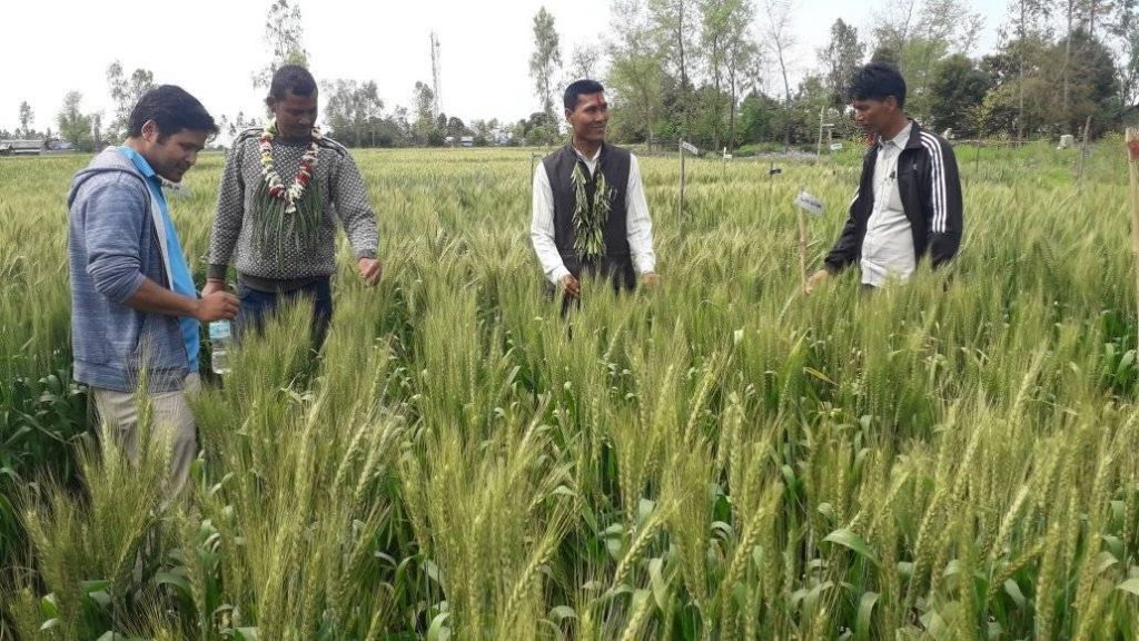 अनमोल समुदायिक  बैंक द्वारा गेहु प्रर्दशनिकाे अनुगमन