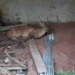 कञ्चनपुरको उखुबारीमा चितलको बच्चा, सब डिभिजनमा बुझाउने तयारी