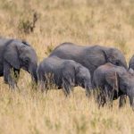 वनहात्तीया गावमे कुचरहे हए , सचेत रहियो