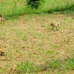 कञ्चनपुरमा जंगली जनावरकाे अतंकले किसान चिन्तामा