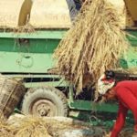 कृष्णपुरमा थ्रेसिङ्ग मेसिनमा परेर महिलाको ज्यान गयो ।