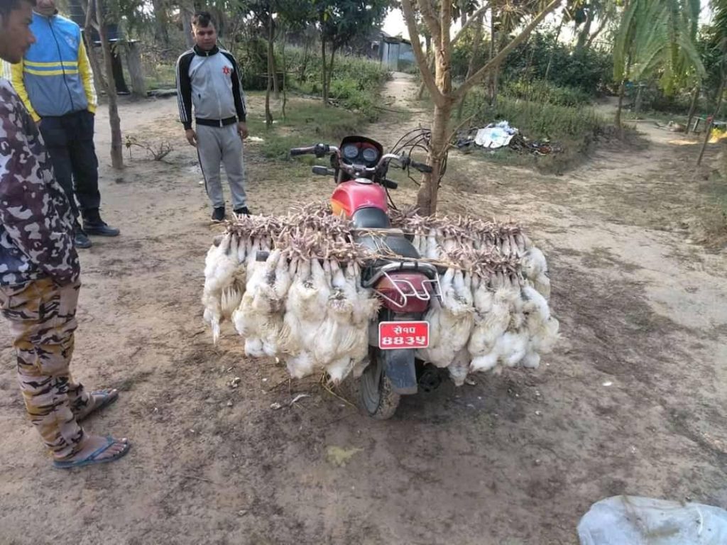 कञ्चनपुरको लालझाडीमा अबैध व्रोइलर कुखुरा बरामद