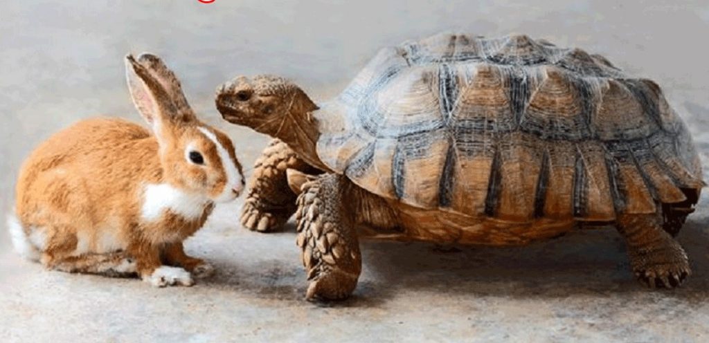 खरहा और कछोहाकी कहानी