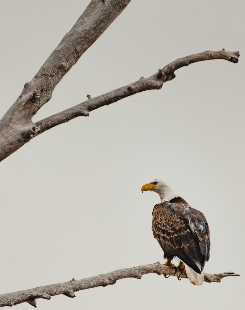 आज गिद्ध संरक्षण  सचेतना दिवस मनाउदै