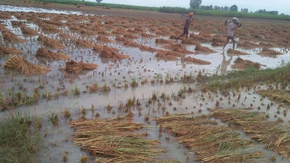 बर्षातले अन्न नष्ट किसान महासंकटमा