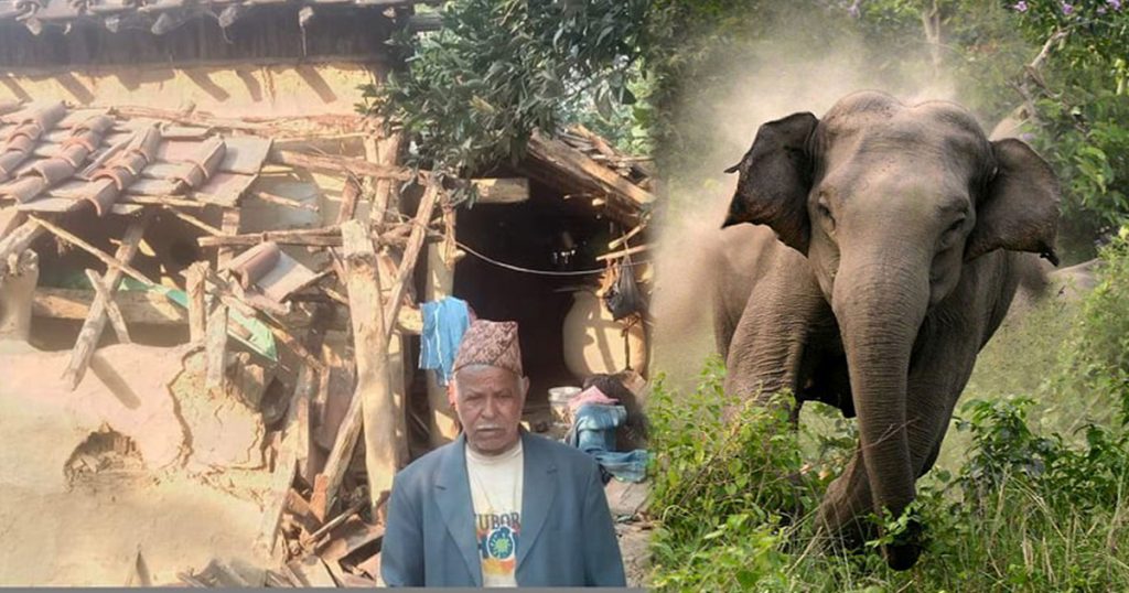 कञ्चनपुरको लालझाडीमा हात्ती अतक माचउदै