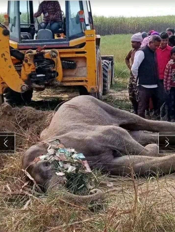 गाउँ पसेकाे हाति मृत अवस्थामा फेला