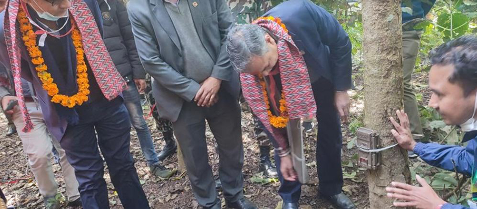 शुक्लाफाँटामा  बाघ गणनाका लागि स्वचालित क्यामेरा जडान