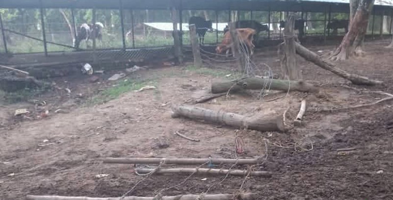 कैलालीक देवरिया गाैसाला ताेडफाेड करके २ साै गइँआँ भजाएदइँ