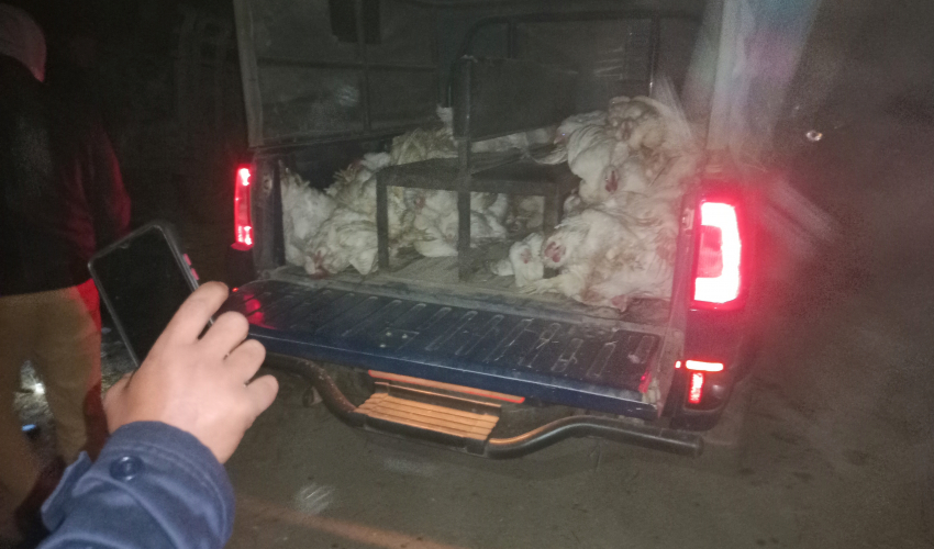 बेलौरी र पुनर्वासका कुखुरा उत्पादक किसान सीमा गस्तीमा खटिए