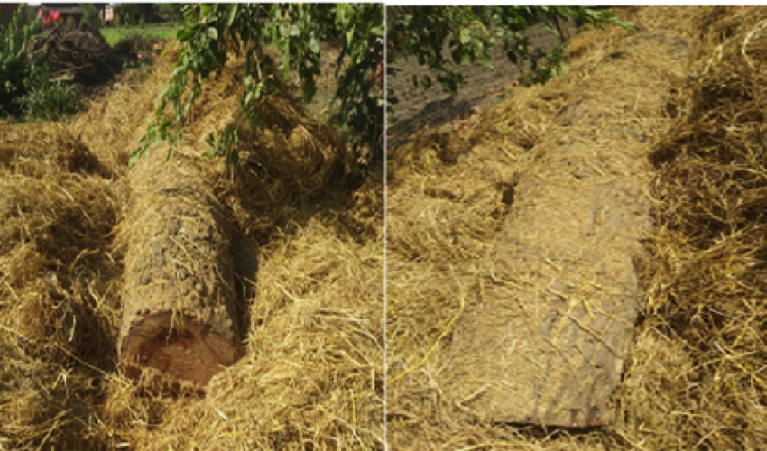 कञ्चनपुरमा अवैध काठ बरामद