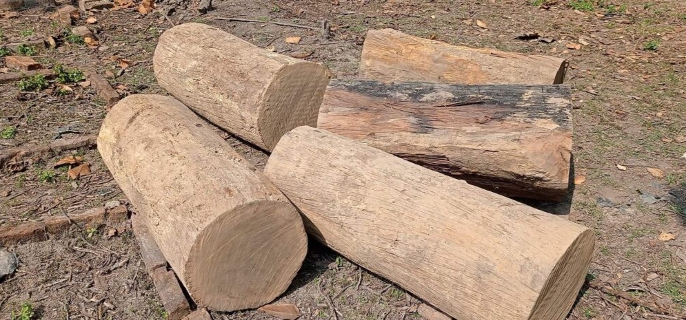 लालझाडीबाट काठ तस्करी गरिरहेकै अवस्थामा तस्कर समुहका एक तस्कर पक्राउ