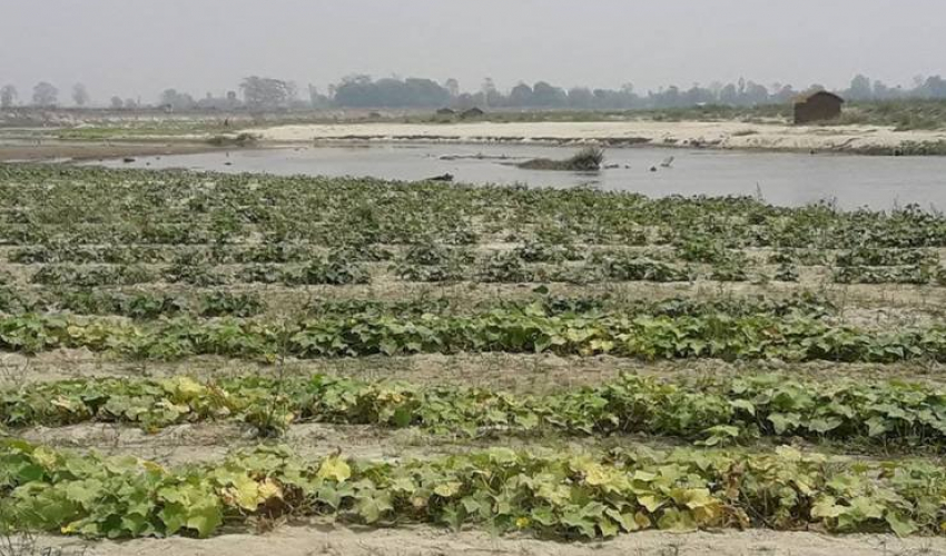 बगरखेतीबाट जीविका चलाउँदै कञ्चनपुरका थारु समुदाय