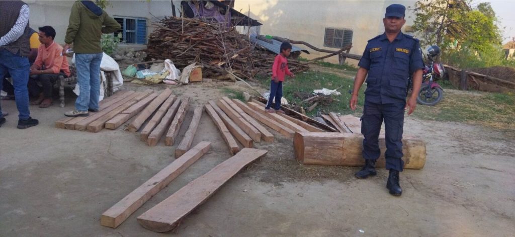 कृष्णपुरबाट अवैध काठ सहित १ जना पक्राउ