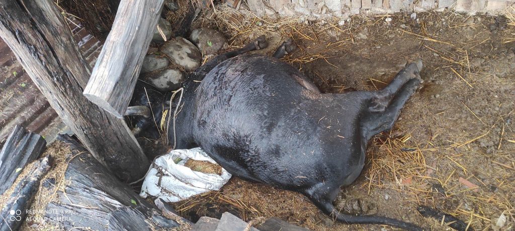 लालझाडी मा चट्याङ मा परी गोरु को मृत्यु