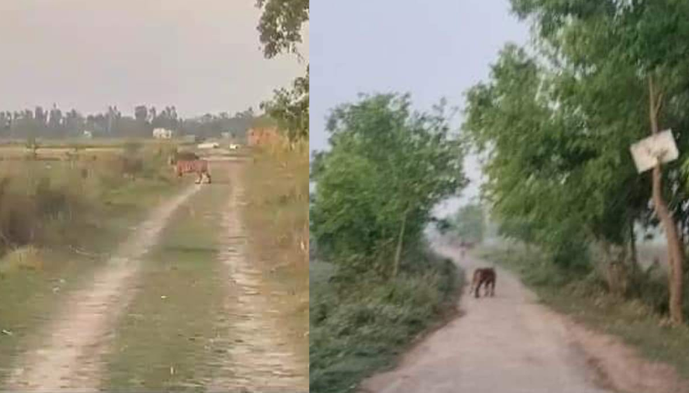 पुनर्वास र बेलौरीका विभिन्न ठाउँहरुमा बाघ देखियो