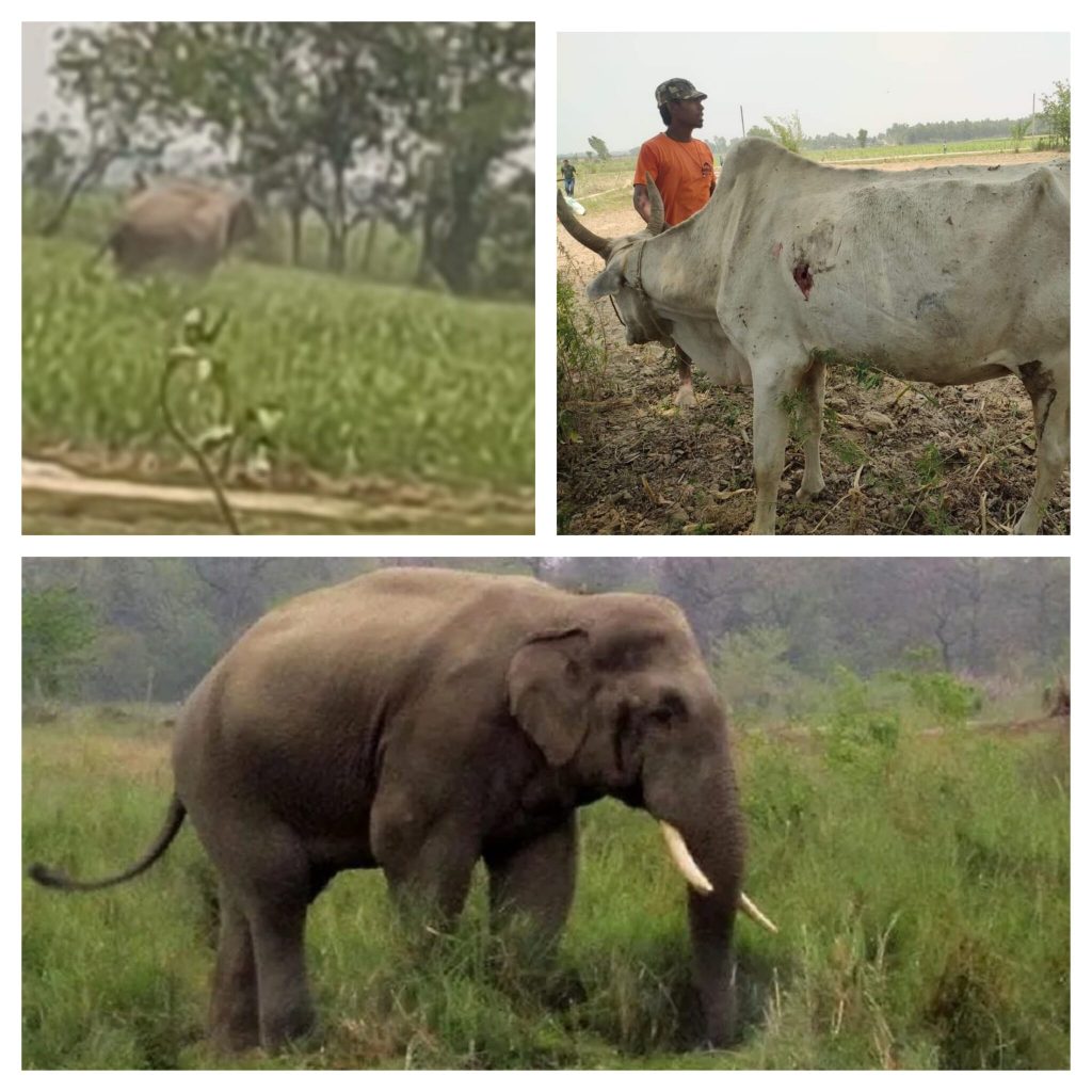 पुनर्वासमा दिउसै जंगली हात्तीको आतंक