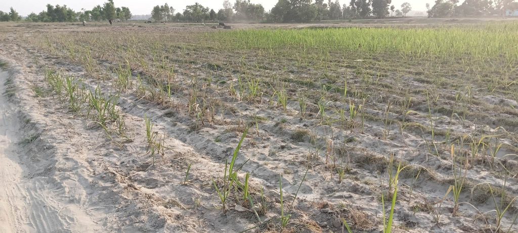 उखु खेतमै सुक्न थाले पछि कञ्चनपुरका किसान चिन्तित