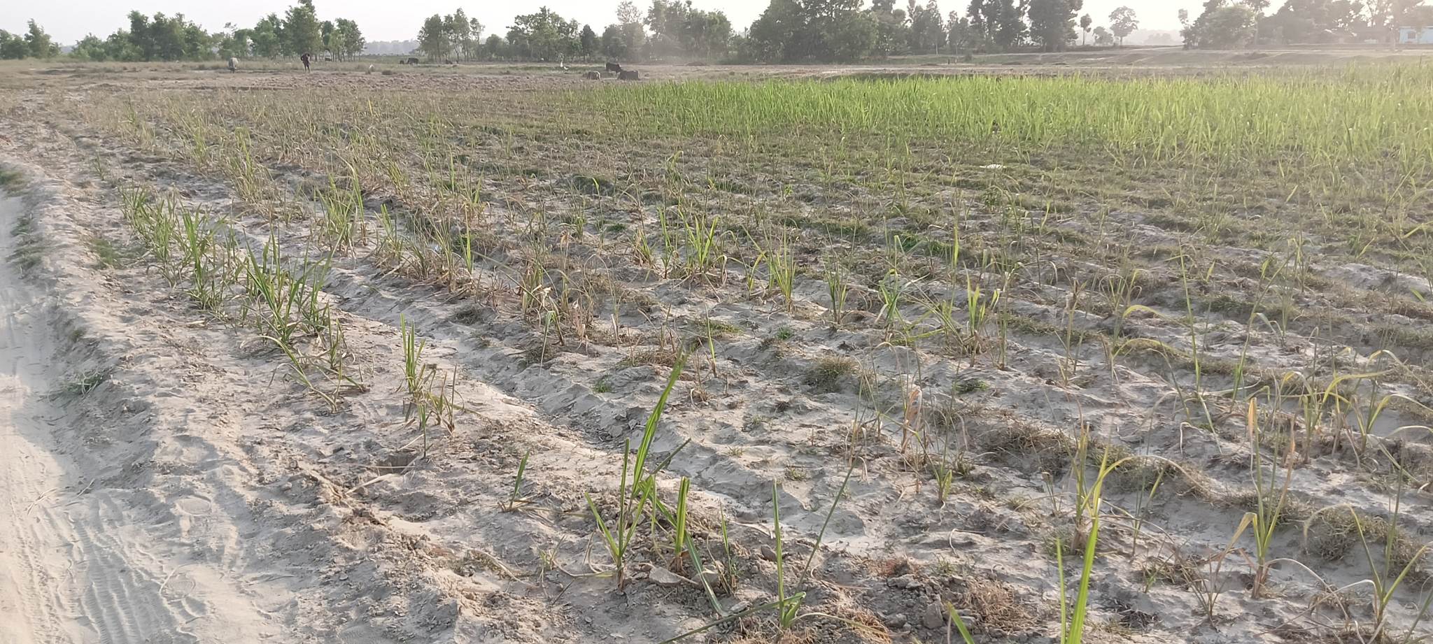 उखु खेतमै सुक्न थाले पछि कञ्चनपुरका किसान चिन्तित