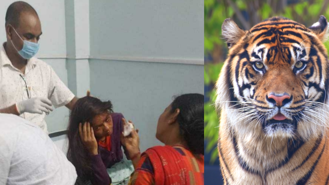 लाझझाडिमा बाघको आक्रमणमा परेर बेलौरीकी एक महिला घाइते