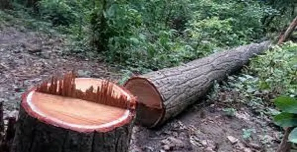 कञ्चनपुरमा काठ तस्करी भएको छ