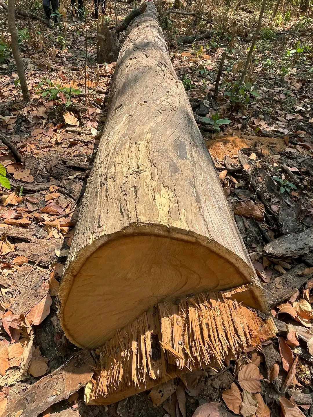 ग्वालावारी सामुदायिक वनबाट अवैध सालका गोलिया बरामद