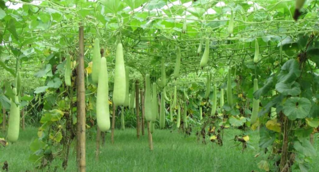 कृष्णपुर ग्रमिण भेगका किसान व्यवसायिक तरकारी, चैतेधान र मुङ खेतीतर्फ आकर्षिक