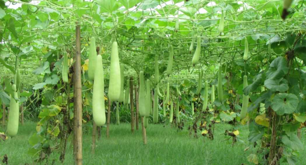 कृष्णपुर ग्रमिण भेगका किसान व्यवसायिक तरकारी, चैतेधान र मुङ खेतीतर्फ आकर्षिक