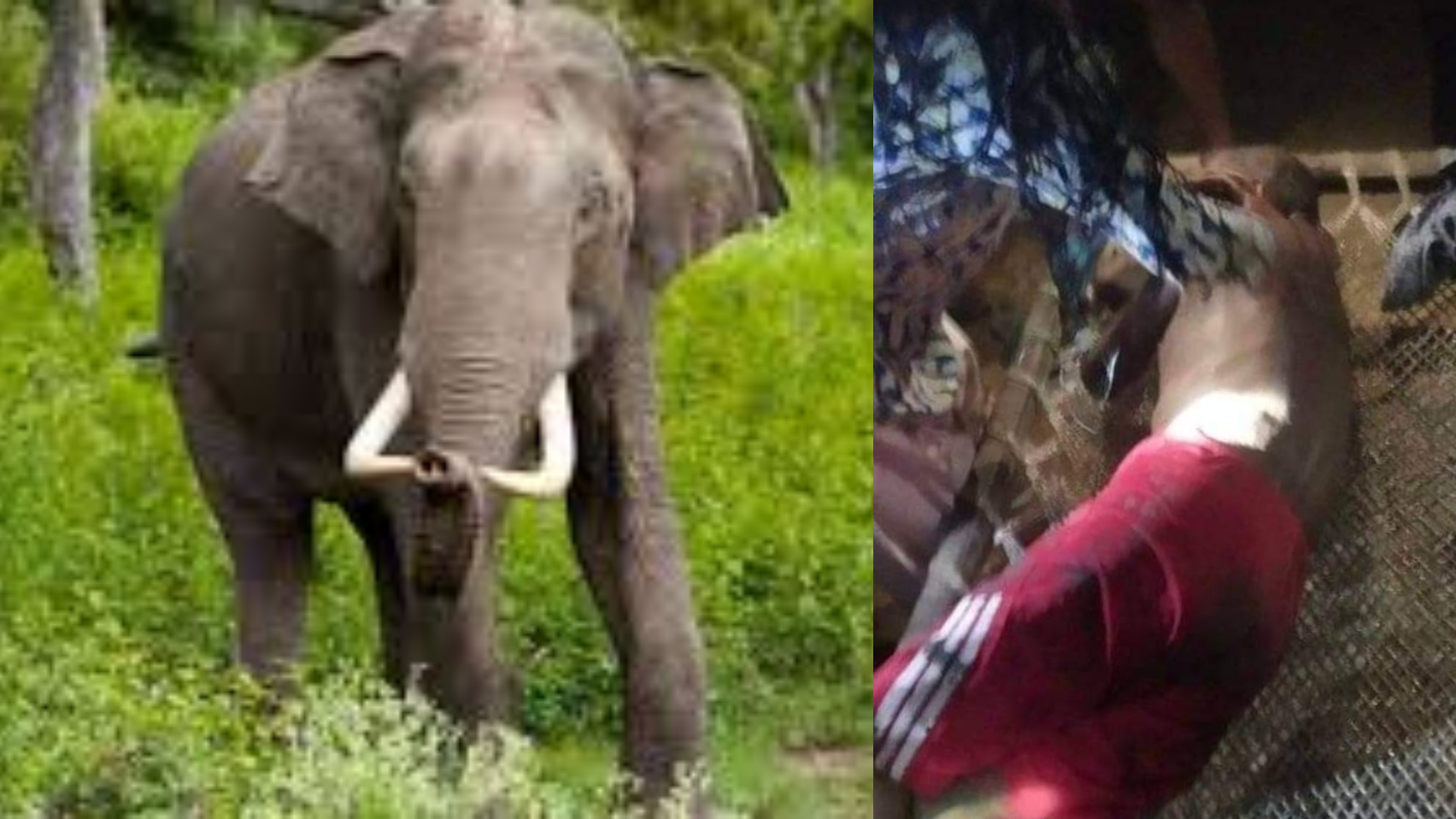 जंगली हात्ती आक्रमणबाट एक जना युवक घाइते