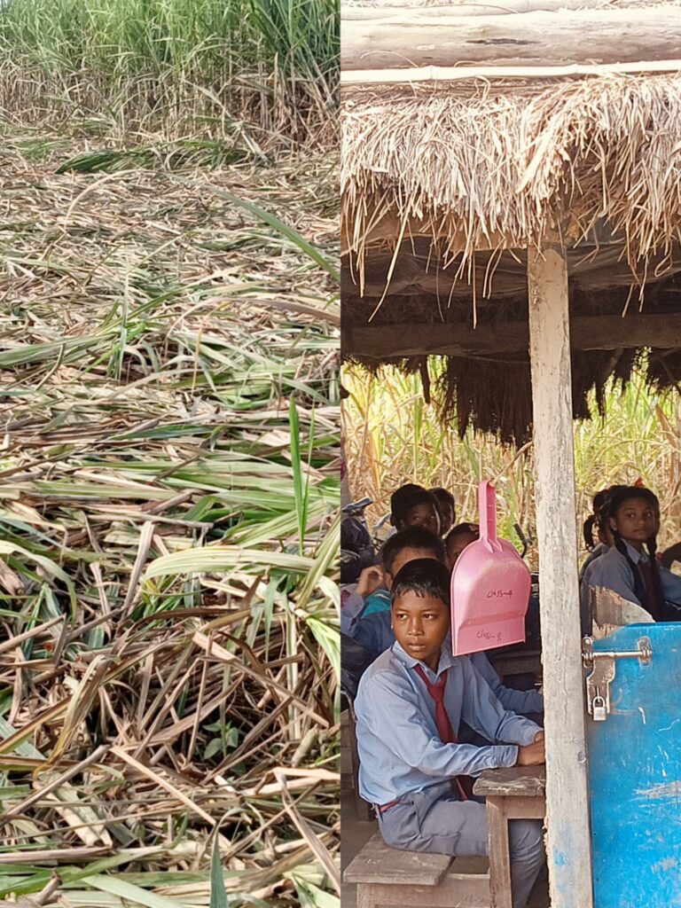 लालझाडीमा हात्तीको आतङ्क ः उखुबारीदेखि मानिसको ज्यान लिनेसम्म उधुम 