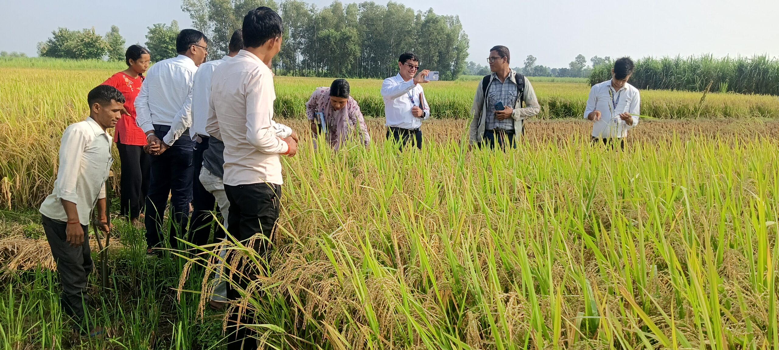 लालझाडीका किसान धान खेतीमा हाँस पालन गर्दै; ली-बर्डको सक्षम परियोजना तथा लालझाडी गाउँपालिका द्वारा अनुगमन  