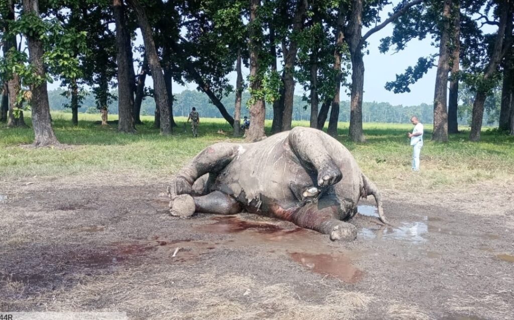 पडाउ जंगलमा गर्भवर्ती हात्ती मृत फेला