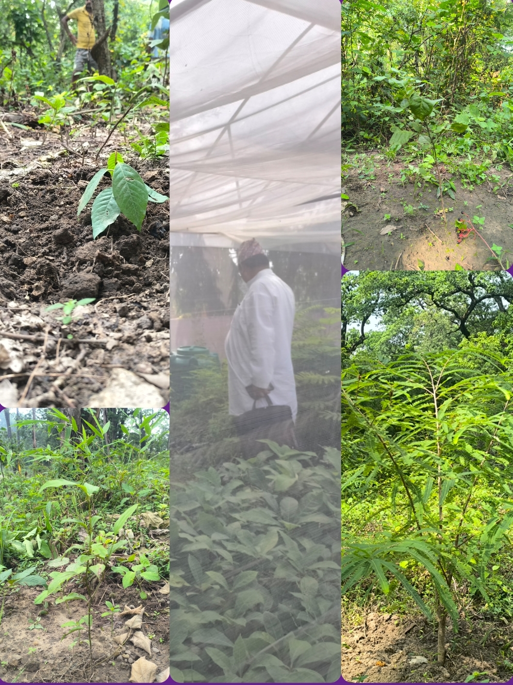 कृष्णपुर स्थानीय सरकारको मल्टिप्रपोज योजना ऐश्वर्य सामुदायिक वनमा बेलदेखि चिउरी फलफुल खेती