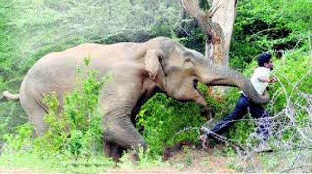 हात्तीको आक्रमणबाट जनता त्रसित प्रशासन निद्रामा