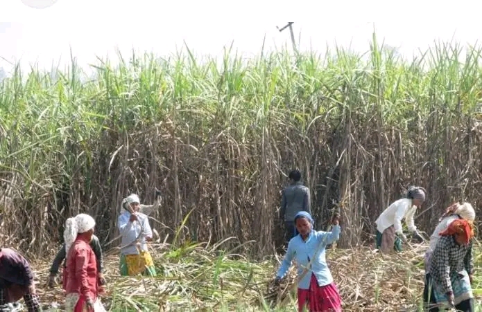 उखुको समर्थन मूल्य निर्धारण, प्रतिक्विन्टल ५ सय ८५ रुपैयाँ