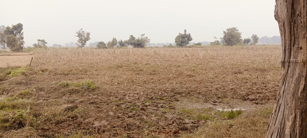 लालझाडीका सितारामको उखु हात्तीको बथानले सखाप पारिदियो 