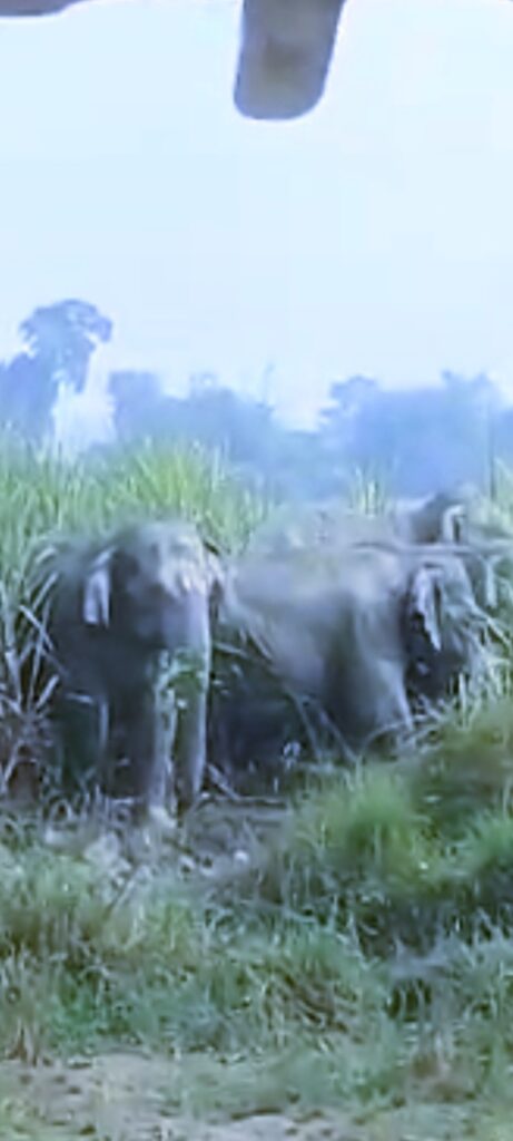 हात्तीको आक्र्रमणबाट बाँच्न बिहीबारदेखि राती आउजाउ बन्द 