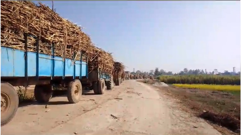 कञ्चनपुरका उखु किसान उखु बेच्न रातभर सडकमा जाग्राम बस्दै