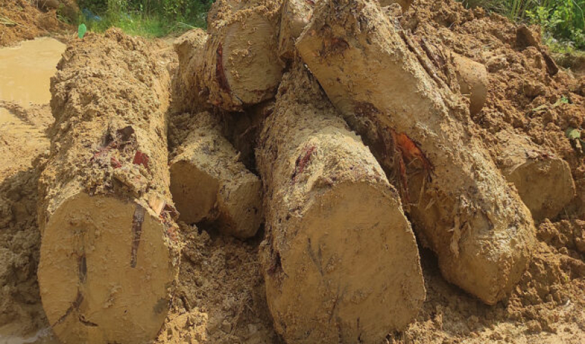 कञ्चनपुरका दुखिराम घरभित्र लुकाएको अवैध काठसहित पक्राउ