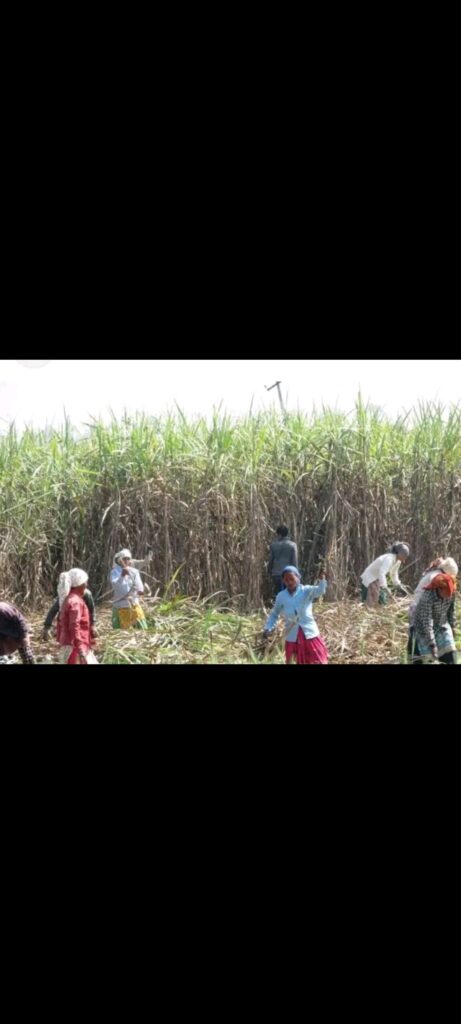कञ्चनपुरका १० हजार उखु किसान लाभान्वित, चिनी उद्योगले आर्थिक सुधार ल्यायो