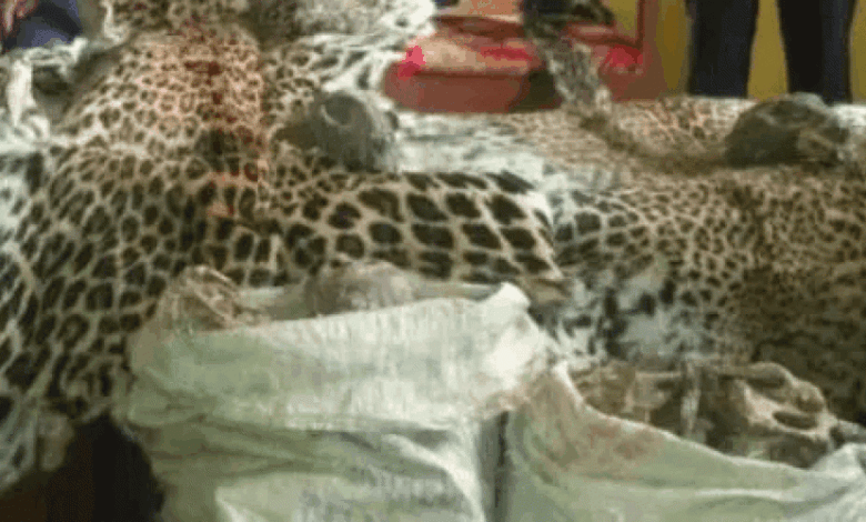 कञ्चनपुरमा एक महिला बन्यजन्तुको अखेटोपहारसहित पक्राउ