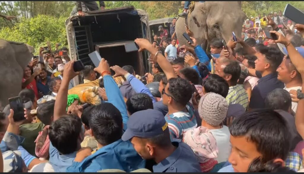 बेलौरीको टेडुवामा देखिएको बाघ नियन्त्रणमा 