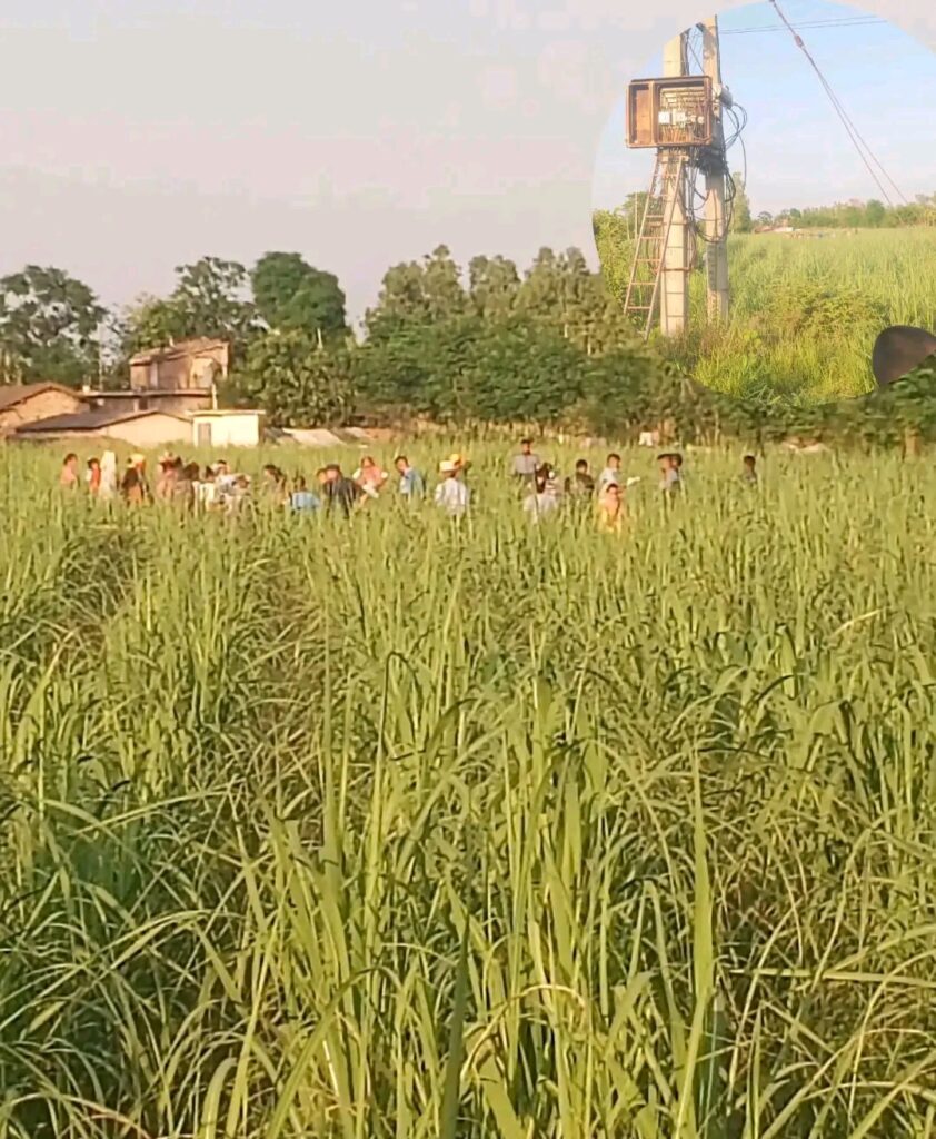 बेलौरीमा गोपाल मृत भेटिए , बुबासँगै उखुबारीमा मल छर्किदै थिए