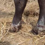 कञ्चनपुरमा दुई पालिकामा चौपायामा खोरेत : ‘सेरोटाइप ए’ भाइरस तीन वर्षपछि फेला 