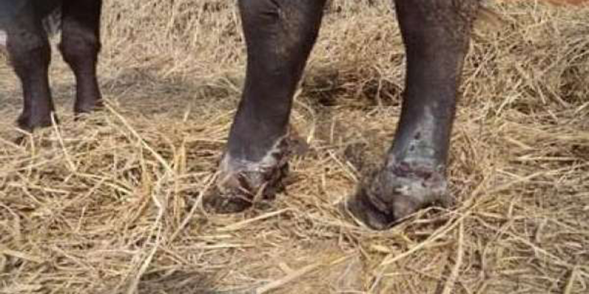 कञ्चनपुरमा दुई पालिकामा चौपायामा खोरेत : ‘सेरोटाइप ए’ भाइरस तीन वर्षपछि फेला 