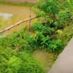 कृष्णपुर को देखतभुलिमा।मोबाइल चलाउने क्रममा कल्भटबाट खसेर मृत्यु