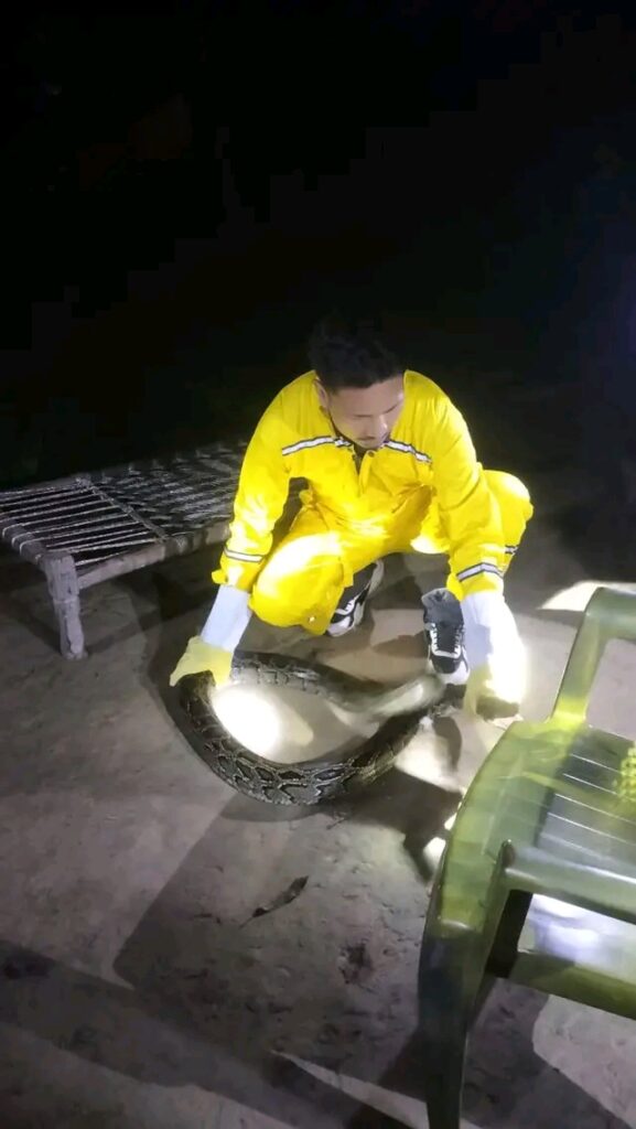 लालझाडीमा ३ मा अजिङ्गर सर्पको उद्धार, बिना तालिमका बन रक्षकको साहसी कार्य