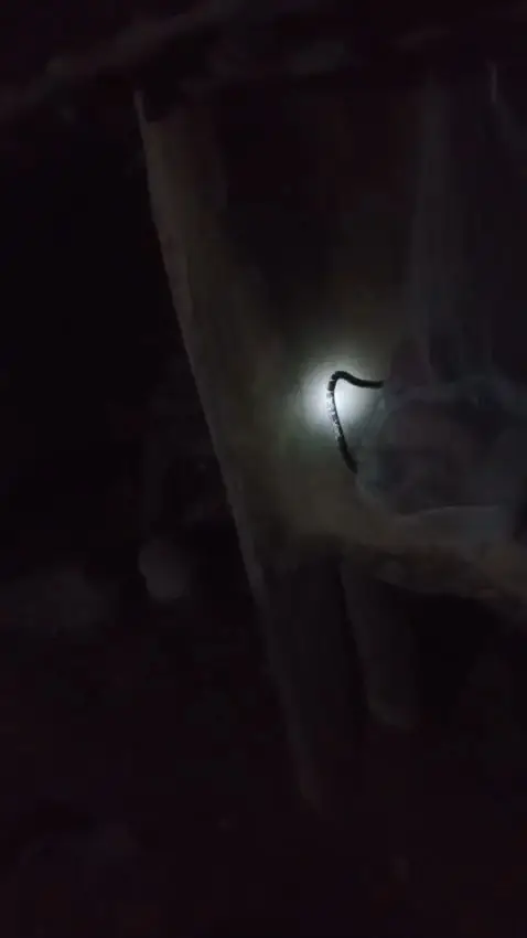 महिनावारी बार्न छाउगोठमा सुतेकी महिलाको सर्पले डसेर मृत्यु