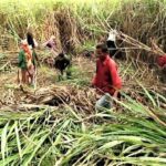 उखु किसानलाई प्रतिक्विन्टल ३५ रुपैयाँ अनुदान दिने सरकारको निर्णय