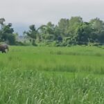 दिउँसै गाउँमा हात्तीको मुभमेन्ट : जनता त्रसित, हात्ती लालझाडी टू शुक्लाफाँटा 